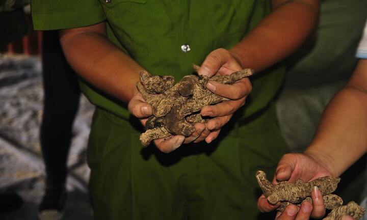 Bắt giữ 70 tấn nguyên liệu thuốc bắc nhập từ Trung Quốc 