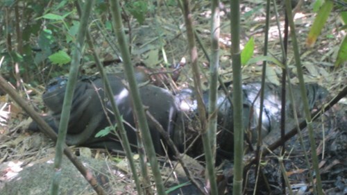 Phát hiện xác chết bị cắt rời đầu trong rừng