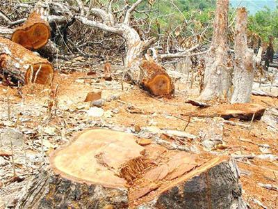 Hàng loạt nhà đầu tư đến Đắk Nông: Lập dự án để phá rừng, bán đất
