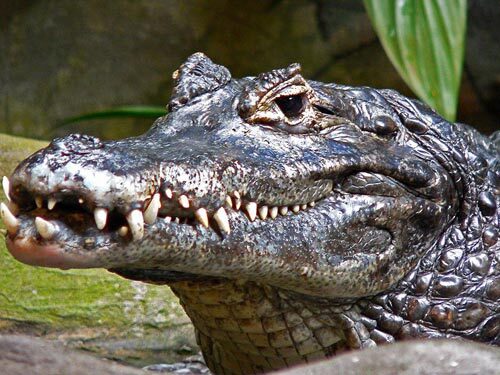 Việt kiều bị cá sấu cắn chết khi đi câu