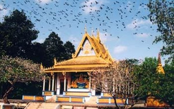 Kỳ lạ nghe chuyện heo 