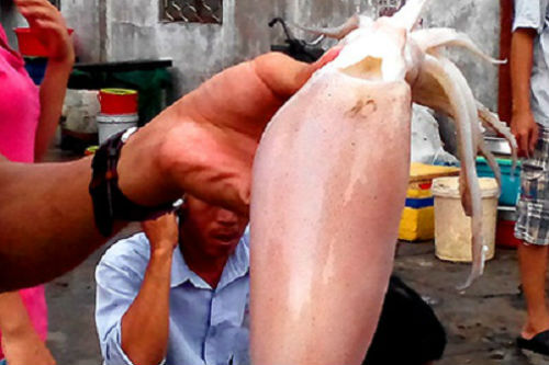 Mực lạ giá rẻ: Đã xác minh được nguồn gốc, xuất xứ