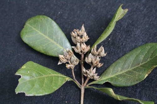 Phát hiện quần thể Sồi ba cạnh quý hiếm tại Khu BTTN Nam Nung