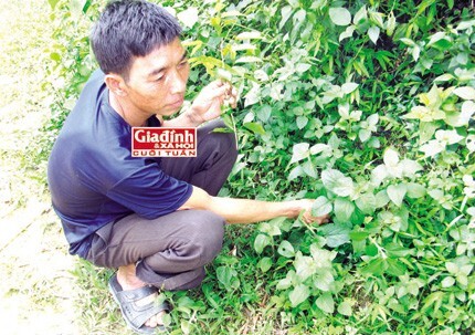 Phương pháp nối xương lạ kỳ