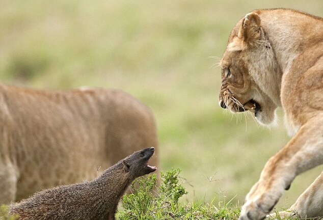 Cầy magnut nhỏ bé một mình chống lại 4 sư tử hung tợn