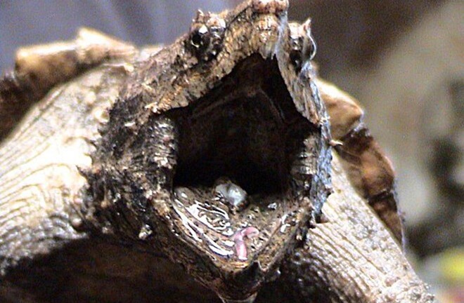 Kỳ dị loài rùa đầu khủng long, đuôi cá sấu có từ thời tiền sử