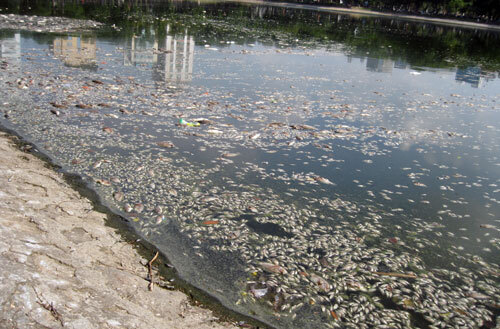 Clip: Cá chết hàng loạt nổi trắng hồ Thiền Quang 