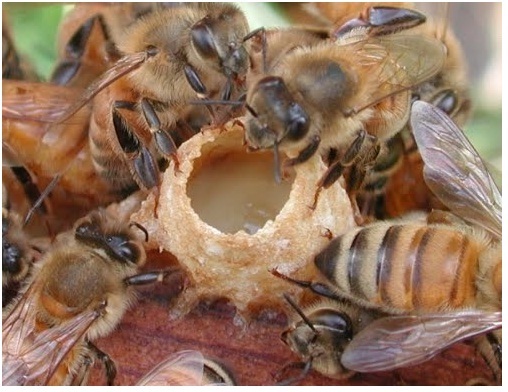 Cách dùng sữa ong chúa dưỡng da