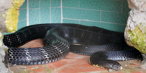 TP.HCM: Thò tay vào máy giặt, kinh hoàng khi sờ trúng... rắn hổ