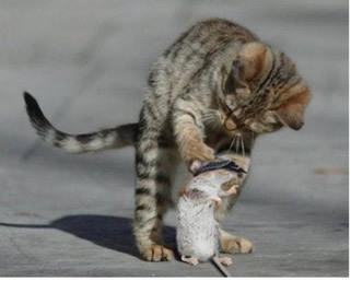 Những thế võ mèo hành chuột đến chết