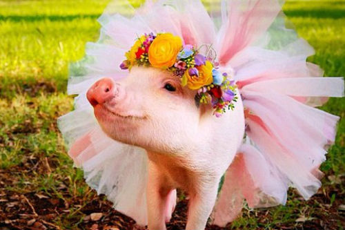 Gặp cô lợn đáng yêu nổi tiếng trên Instagram