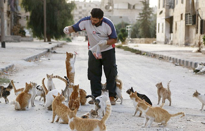 Tài xế Syria chăm sóc 150 con mèo hoang bỏ rơi vì chiến tranh  