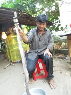 Lao xuống hồ bắt rắn hổ mang, bị rắn cắn tử vong