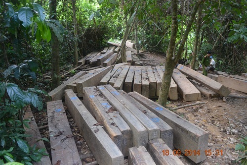 Tiếng kêu cứu của rừng xanh từ đại ngàn Quảng Nam