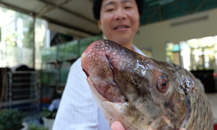 Vào Tây Nguyên săn cá tiến vua về Hà Nội nhậu