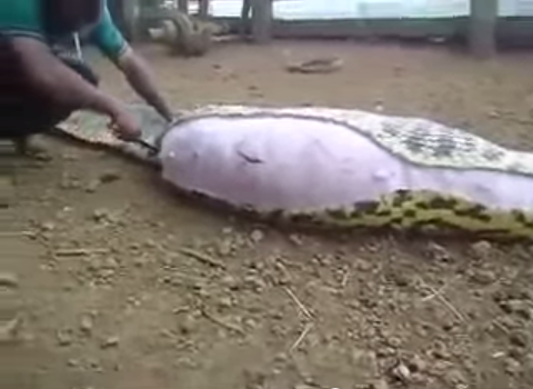 Clip: Rùng mình với cảnh mổ bụng trăn khổng lồ