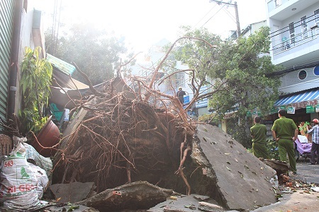 Mưa lốc, hàng loạt cây xanh bật gốc