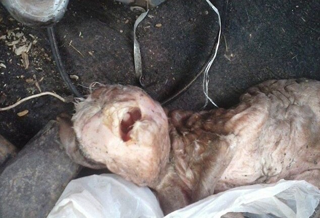 Hình ảnh của chú dê kỳ dị có khuôn mặt giống người