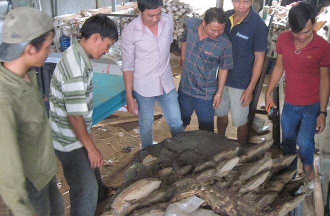 Đổ xô đi xem nấm linh chi nặng 220 kg