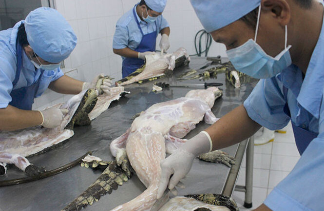 Thương lái Trung Quốc lại gom mua cá sấu