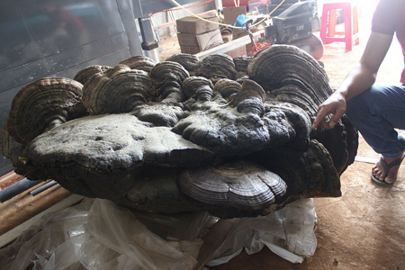 Cây nấm khổng lồ nặng gần 2 tạ, được trả giá tiền tỷ?