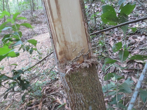 Vụ bé 14 tuổi chết trong rừng tràm: Nghi vấn bị sát hại