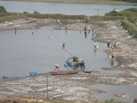 Đồng bằng sông Cửu Long: Đầm tôm tàn phá môi trường