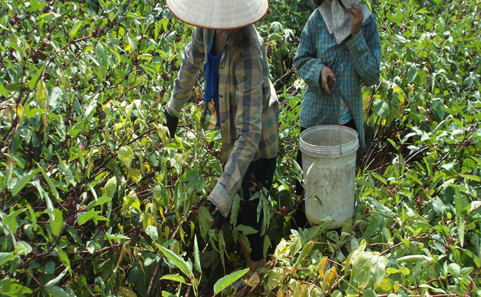 Nông dân mắc bẫy thương lái Trung Quốc, doanh nghiệp Việt lao đao