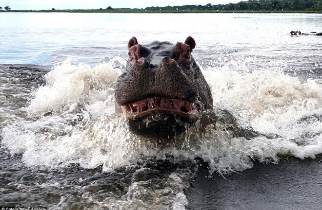 Hà mã mẹ điên cuồng truy đuổi du khách trên tàu