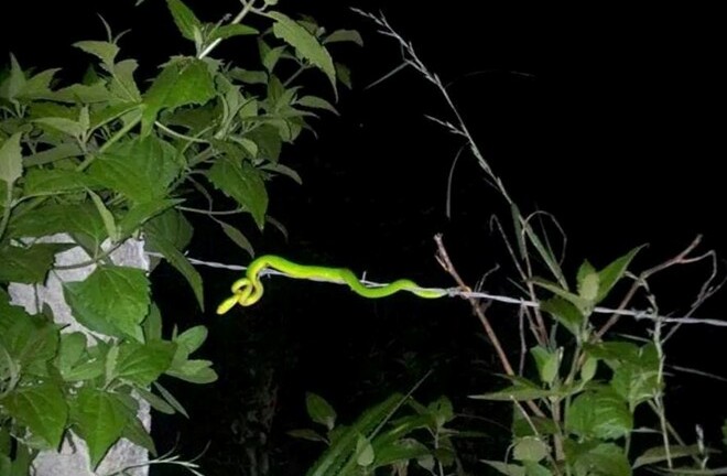 Rắn lục đuôi đỏ cắn 5 người trong một gia đình