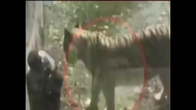 Ấn Độ: Hổ trắng vồ chết thanh niên trong sở thú