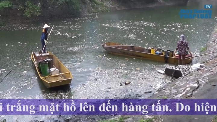 Clip: Cá chết hàng loạt nổi trắng hồ Thiền Quang 