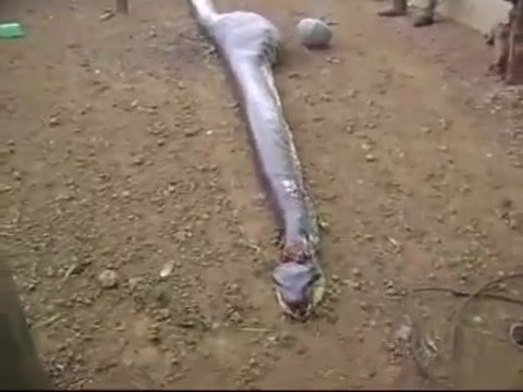 Clip: Rùng mình với cảnh mổ bụng trăn khổng lồ