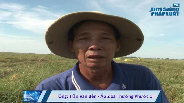 Đồng Tháp: 1000ha lúa bị nhấn chìm do vỡ đê bao 