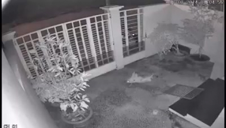 Hai người đàn ông dùng súng điện trộm chó trong đêm
