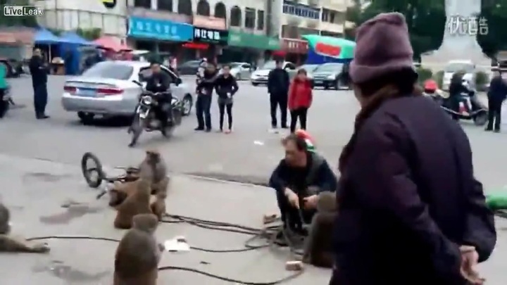 Hoảng hốt với những chú khỉ cầm dao dọa chém người trên phố