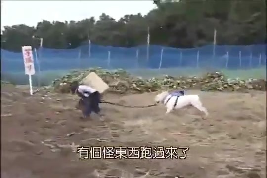 Khỉ dắt chó đi đào khoai lang