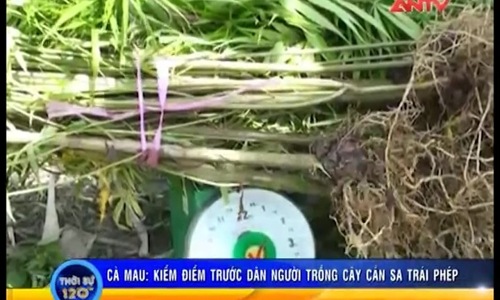 1150 cây cần sa mọc “tự do” trên ruộng nhà dân