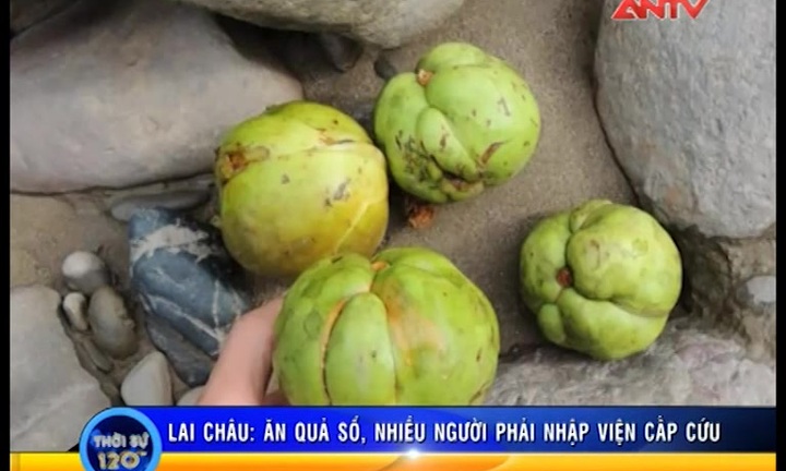 Quả rừng lại khiến 6 người ở Lai Châu phải nhập viện
