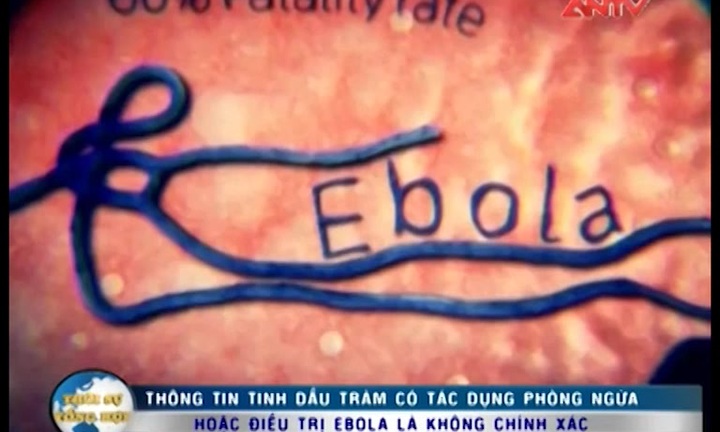 Thực hư: Tinh dầu chàm có điều trị được Ebola?
