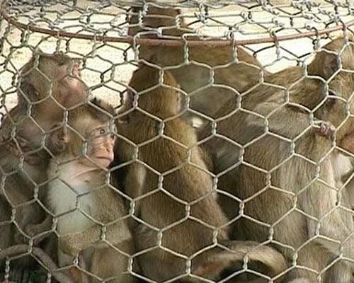 Bình Định: Bắt quả tang vụ buôn bán động vật quý hiếm