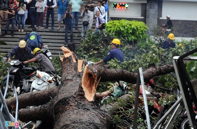 Hàng loạt cổ thụ ở Sài Gòn bật gốc đè bẹp ôtô, xe máy
