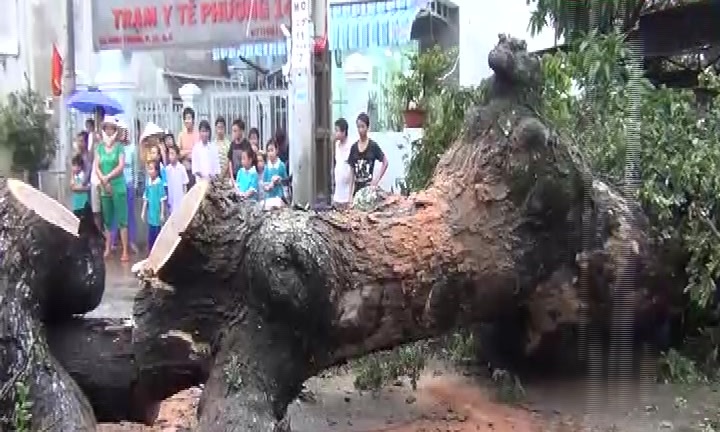 Cây xanh bật gốc đè lên mái nhà dân, chắn ngang đường