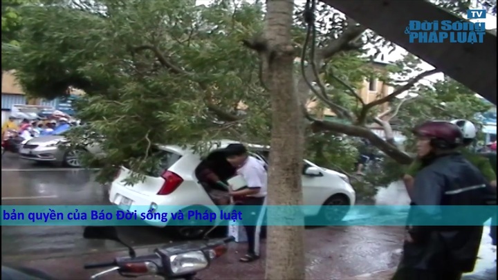 Cây xanh bật gốc, đè trúng “xế hộp”