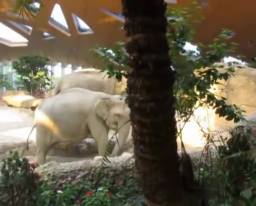 Clip: Tình cảm gia đình nhà voi