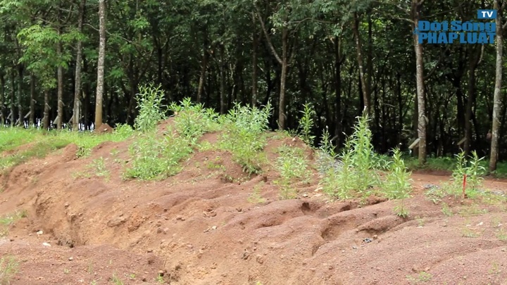 Đồng Nai: Hàng trăm hộ dân bức xúc vì mất đường đi