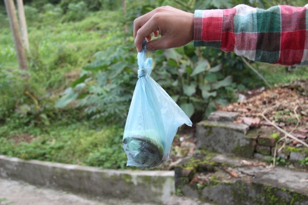 Tích cực hưởng ứng phong trào diệt rắn lục đuôi đỏ