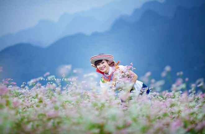 Thu lợi từ loài hoa dùng để phục vụ nấu rượu, chăn nuôi