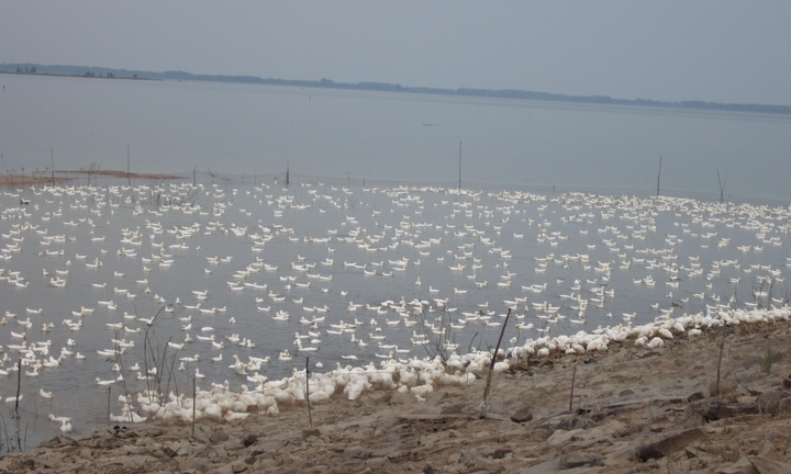 Báo động ô nhiễm Hồ Dầu Tiếng