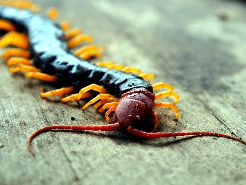 Clip: Cận cảnh rết khổng lồ nuốt chửng hổ mang chúa